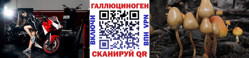 Псилоцибиновые грибы Psilocybe  Купить закладки  Суоярви 